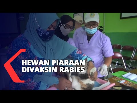 Video: Vaksin Tahunan untuk Anjing - Adakah Mereka Perlu?