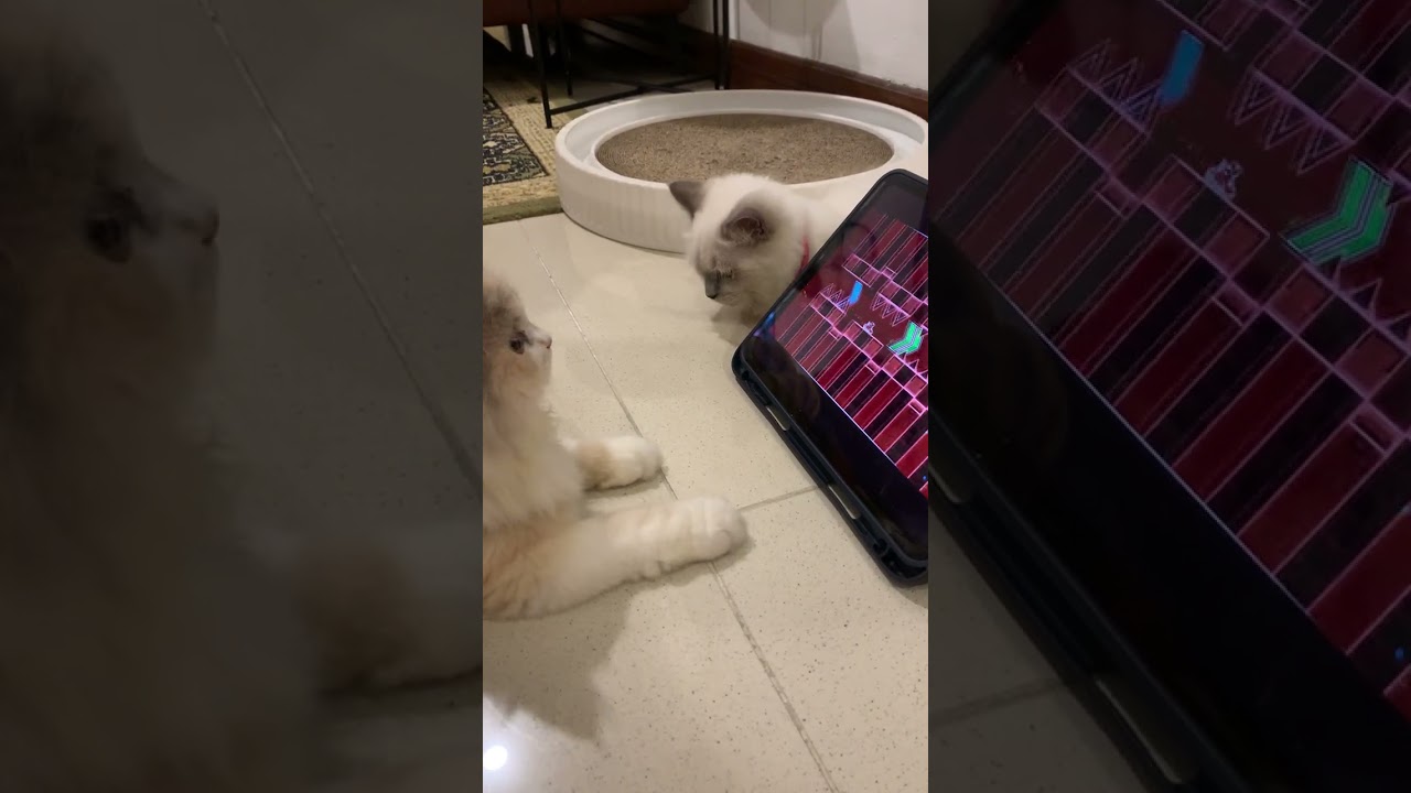 cat beats bloodbath 🥲 