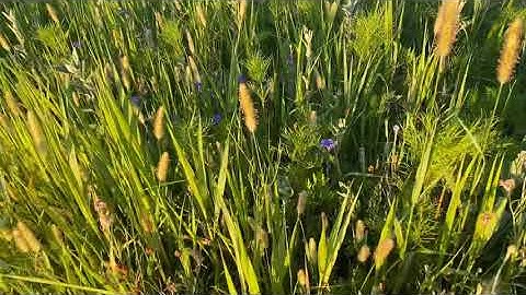 Update on Wildflowers and fairway and Homitt programmable water timer.