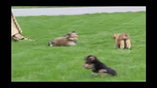 greenfield shiba inu