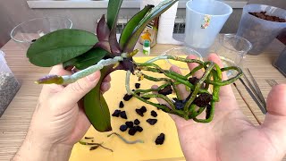 гнилую кочерыжку орхидеи помазал кисточкой и КОРНИ ЗАКОЛОСИЛИСЬ / пересадка орхидей с новыми корнями