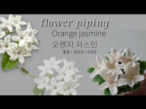 오렌지 <strong>자스민</strong> 꽃 파이핑 쉬운방법 orange jasmine flower piping