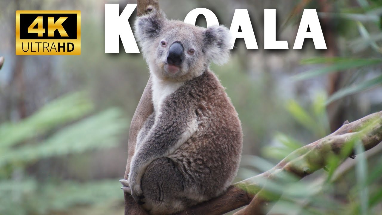 Cute Koala 4k founds in Australia | God Creation 4k