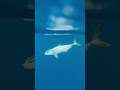 Kingfish