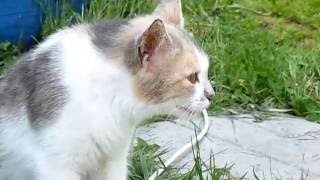 Кот, кто съел шашлык? Кот, кто съел шашлык?