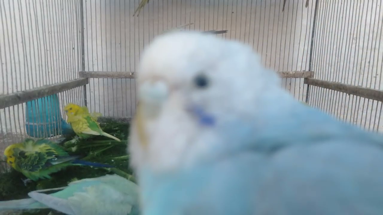 セキセイインコが気づくまで何秒？