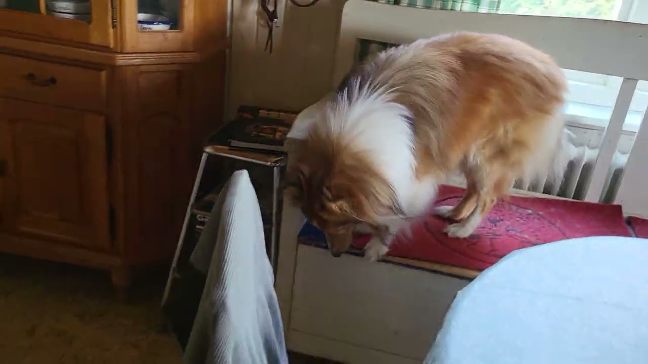 Kitchencouch-sneak with Poppe