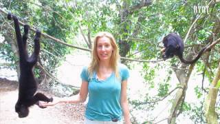 This Monkey Sanctuary in Belize is Helping to Preserve the Black Howler Baboon