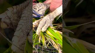 Huge Talons On This Red-Tail Hawk
