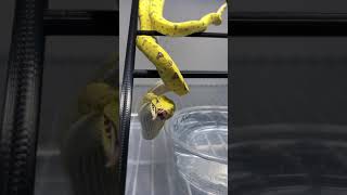 Celebrity Draco Portal In Action Wealth