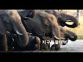 오카방고 코끼리떼의 거대한 이동, KBS 171003 방송