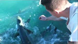 The tarpon that almost took my arm by polakpola 463 views 12 years ago 15 seconds