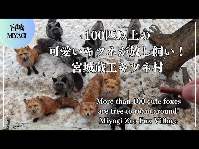 100匹以上の可愛いキツネが放し飼い！宮城蔵王キツネ村 More than 100