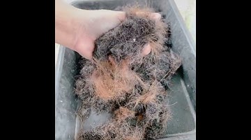 Test thử lưỡi Codos mài chuốt