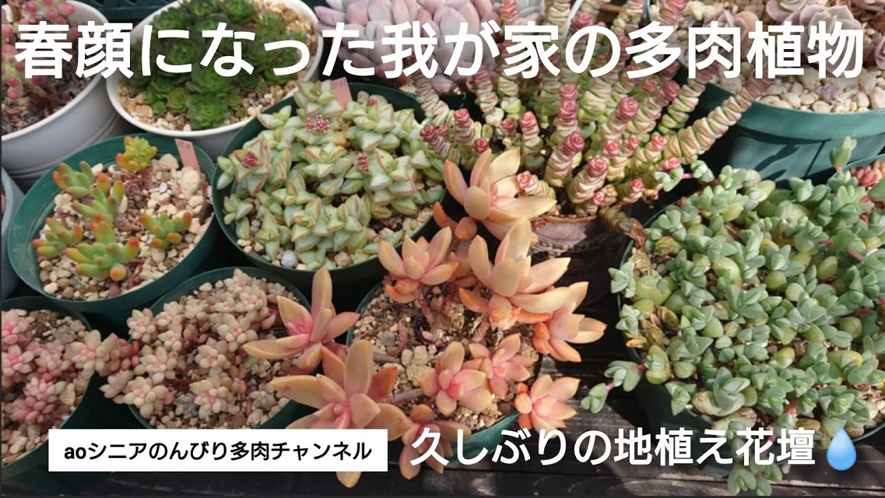[382][多肉植物]この時期の多肉の変化にワクワクします😊2026年3月2日