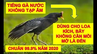 Tiếng Gà Nước Cúm Núm Dùng Cho Loa Kích Bẫy Chuẩn 999% Không Tạp Âm Mở Là Đến