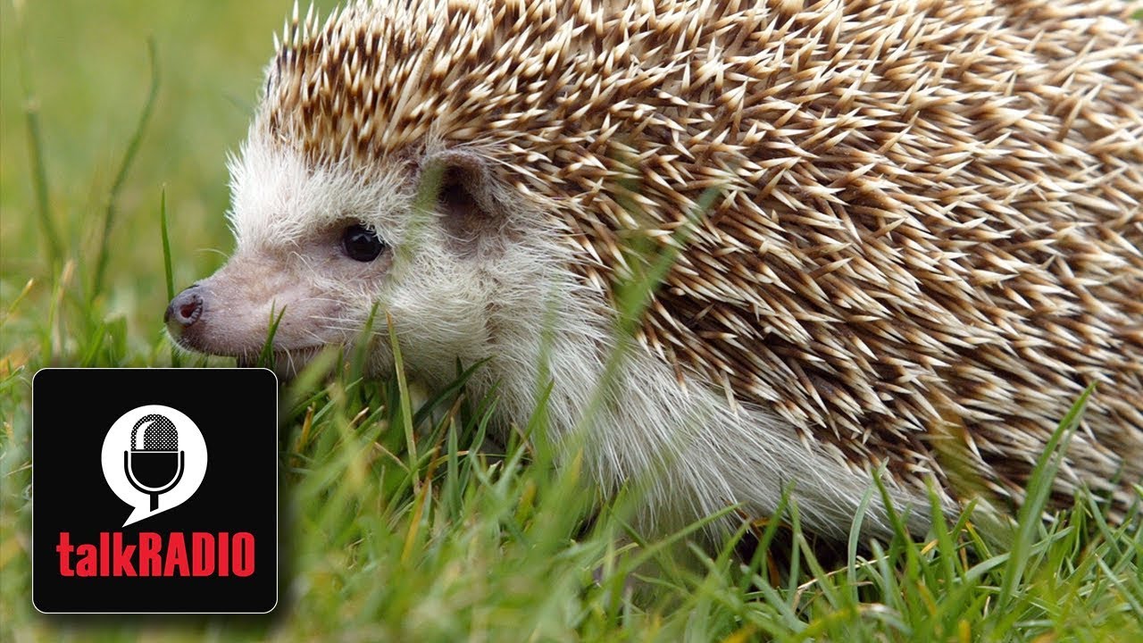 George Galloway: Hedgehog enthusiast tells why populations are dying out