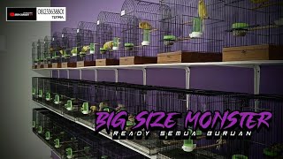 Download Lagu 25 Februari 2026 STOCK PENGHABISAN MURAH NYA POL\ MP3