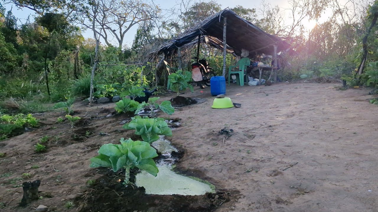 Uma incrível plantação de hortaliças no meio da caatinga nordestina, + veja o tanto de maxixes 