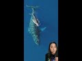 LNG Ships Threat to Whales
