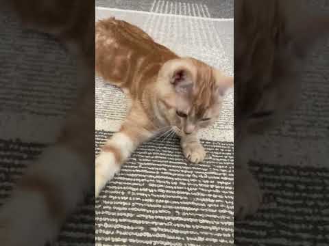 【スコティッシュフォールド]   　 タイミングがワンテンポ遅い猫  #shorts