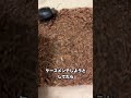 地味な虫を飼育してたら、まさかの展開になりました