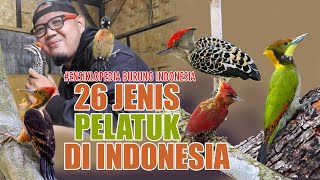 26 JENIS BURUNG PELATUK EKSOTIK DARI INDONESIA, NOMOR 9 KEBANGETAN CANTIKNYA - kamu wajib tau !!