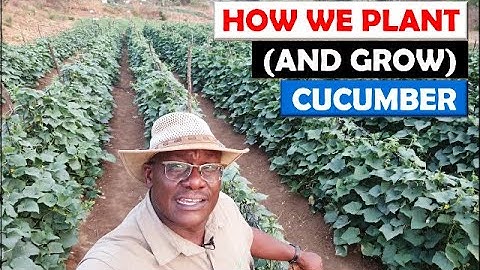 Vegetable Farming in Zambia: Sowing, Growing and First Harvest of our Cucumber Crop on Riverside 4