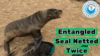 Entangled Seal Netted Twice