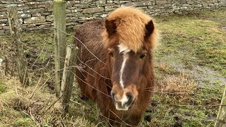 Bressay | Shetland Islands
