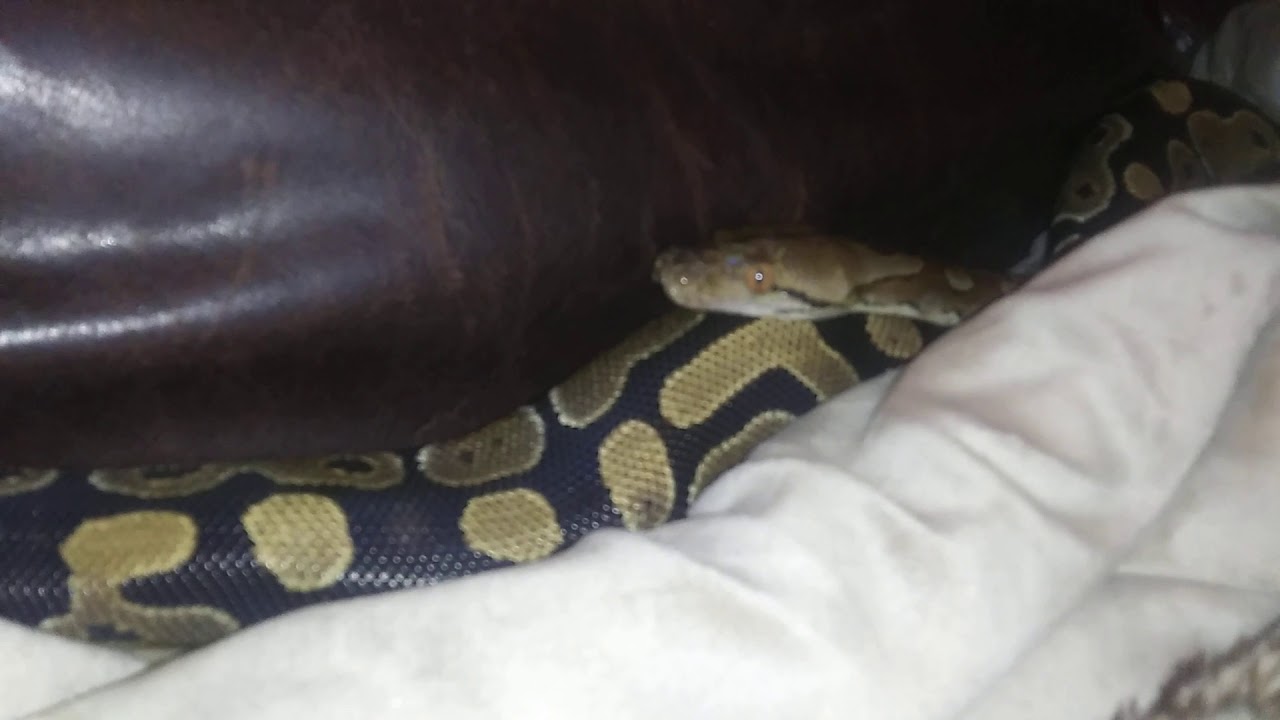Pythons playing - YouTube
