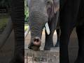 Wild Tusker elephant 🐘 #elephant #wildlife #wildsrilanka