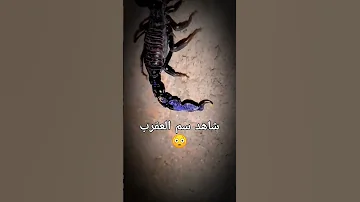 عقرب اسود خطير لطفك يا رب 