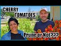 How Do I Prune Cherry Tomatoes?  Do I Even Have to? How to Grow Cherry Tomatoes.