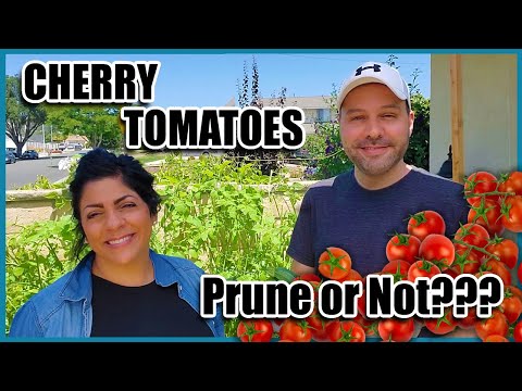 How Do I Prune Cherry Tomatoes?  Do I Even Have to? How to Grow Cherry Tomatoes.