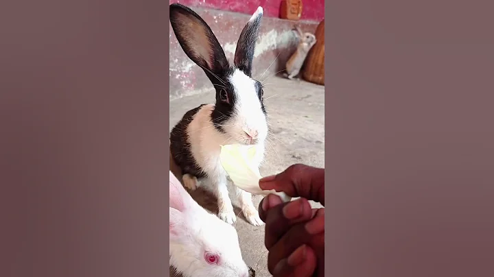 Cute Bunny eating carrot 🌿🐇