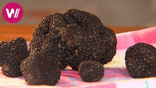 Umbria  Truffles, Roast Pigeon and Almond Cakes | What's cookin'