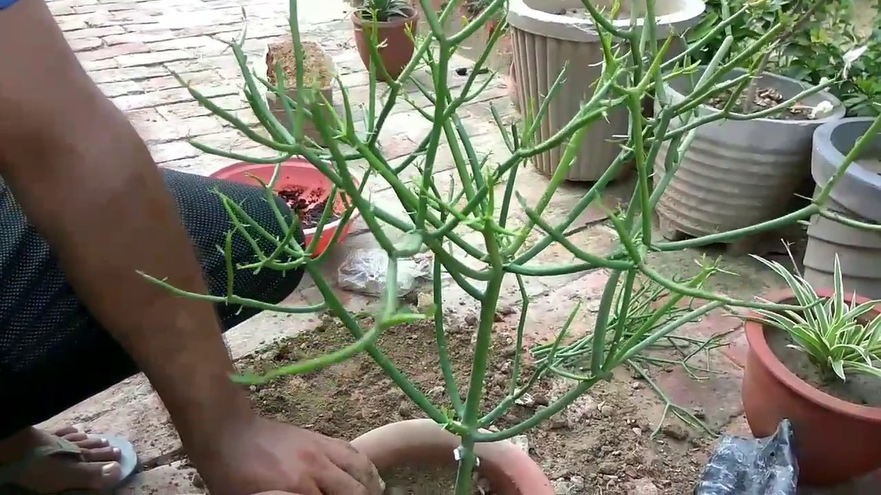 how to grow pencil tree, update after 5 month how to care pencil