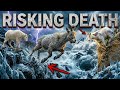 Why Mountain Goats Risk Death for Salt Incredible Journey| This Goat Risked Its Life for Salt😨#viral
