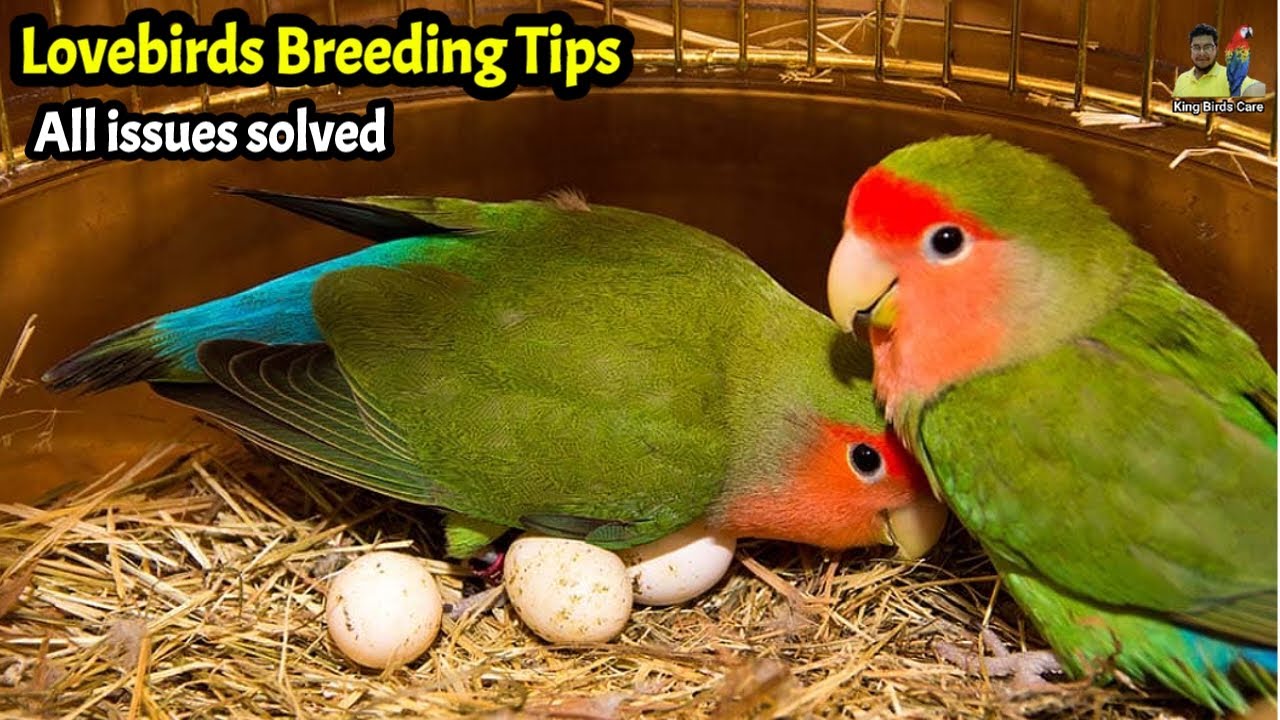 Lovebirds Breeding Tips Lovebirds Full Information Love Birds lovebirds-breeding-tips-lovebirds-full-information-love-birds