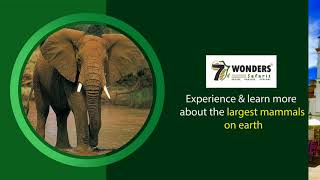 Tanzania Safari Packages | 7wonderssafaris