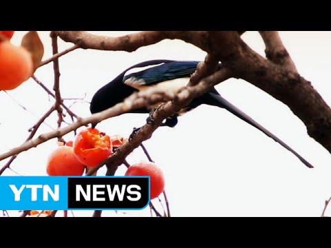 감나무 꼭대기에 남긴 온정, '○○밥' / YTN