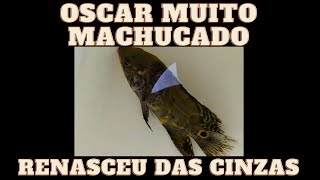 Tratamento Com Aqualife Recuperação Incrível