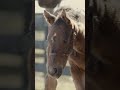 🇺🇸😍 Don’t worry, we didn’t forget about #FoalFriday! 💙 Micheline’s 2️⃣0️⃣2️⃣4️⃣ colt! #shorts