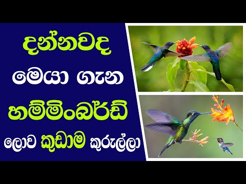 Hummingbird - The smallest bird in the world | දන්නවද මෙයා ගැන හම්මිංබර්ඩ් - ලොව කුඩාම කුරුල්ලා