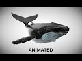 Humpback Whale 3D Model - Octane 3DS Max FBX
