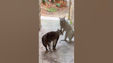 Funny Cat Reaction #shorts #shortsvideo #cats