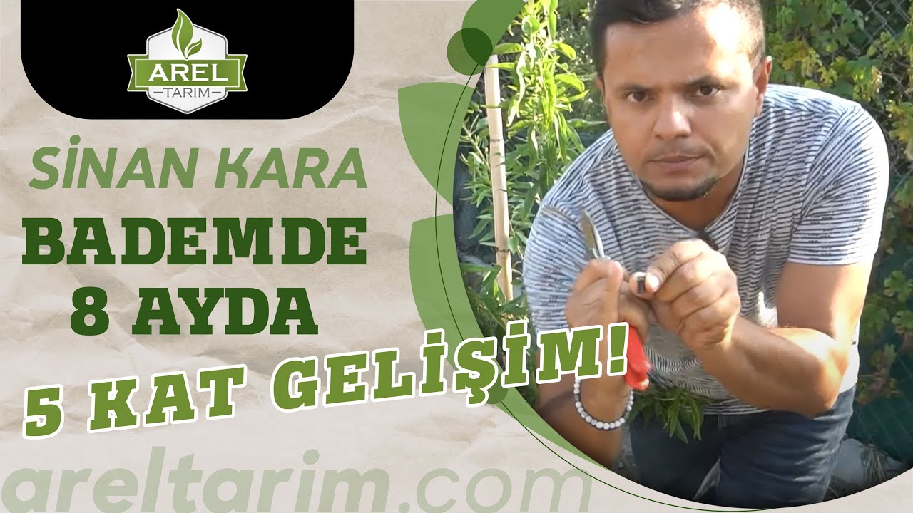 BADEM FİDANLARI 8 AYDA NASIL 5 KAT BÜYÜDÜ?