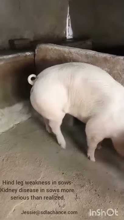 Hind Leg Weakness In Sows Kidney Disease In Sows Is More Serious hind-leg-weakness-in-sows-kidney-disease-in-sows-is-more-serious