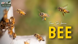 Why Are Scientists Obsessed with These Tiny Creatures? 🧪🐝